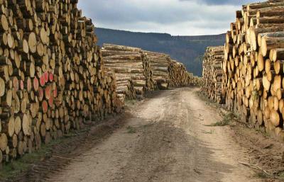 Timber Piles