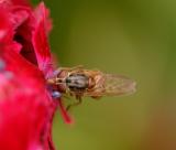 mouche