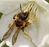 Abeille