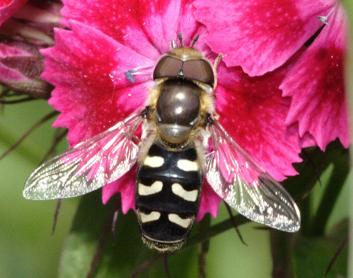syrphe du poirier