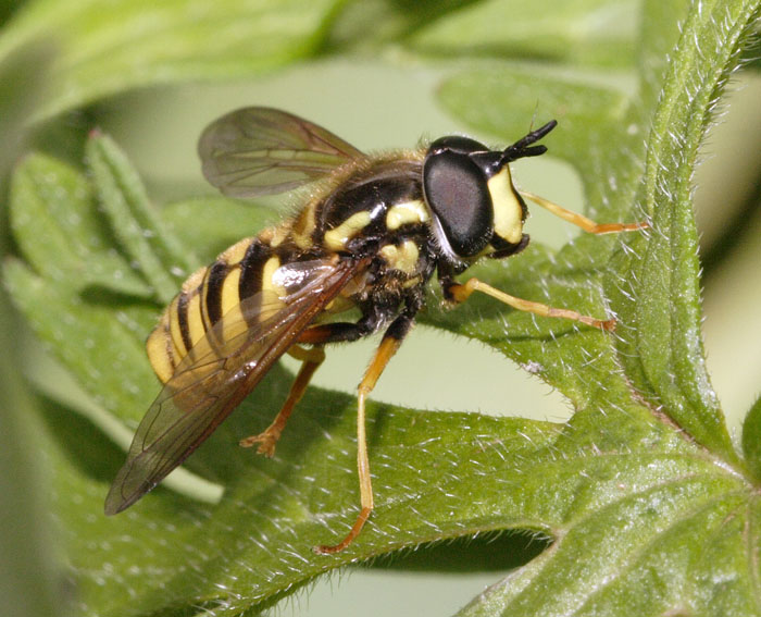 syrphe
