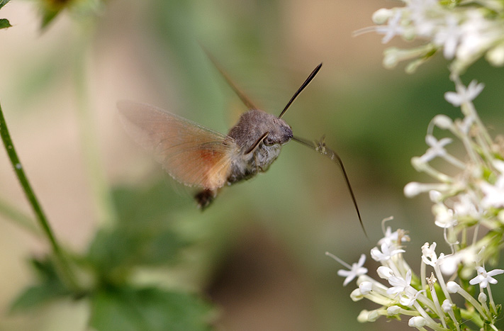 papillon00020.jpg