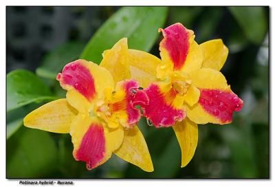 Orchid 23. Potinara Burana