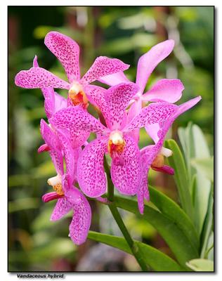 Orchid 4. Vanda hybrid
