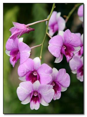 Orchid 7