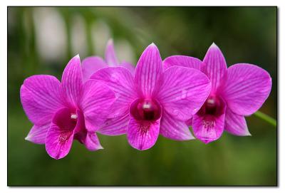 Orchid 8