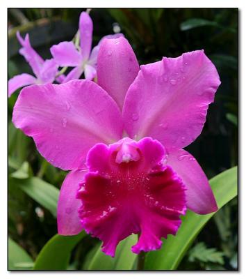 Orchid 9