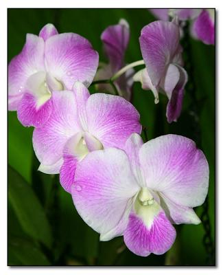 Orchid 10