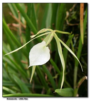 Orchid 11. Brassavola - Little Star