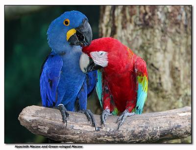 Hyacinth & Green-winged Macaws