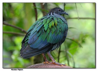 Nicobar Pigeon