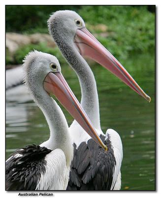 Australian Pelican