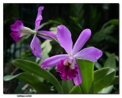 Orchid 18. Cattleya