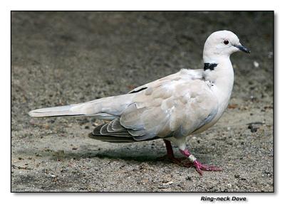 Ringneck Dove (African)