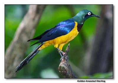 Golden-breasted Starling