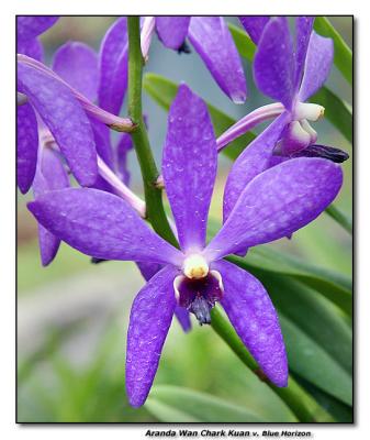 Orchid 35. Aranda 'Wan Chark Kuan'