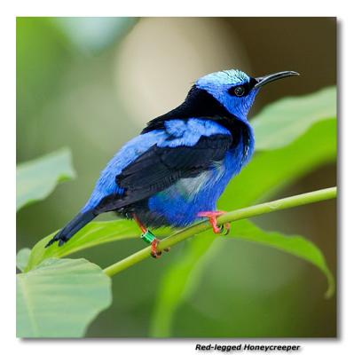 Red-legged Honeycreeper