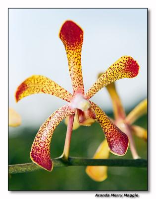 Orchid 36. Aranda 'Merry Maggie'