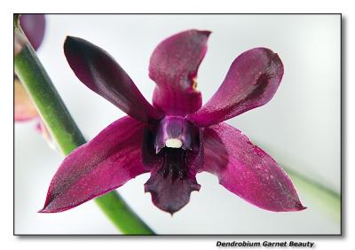 Orchid 37. Dendrobium 'Garnet Beauty'