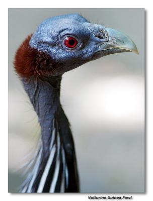 Vulturine Guinea Fowl