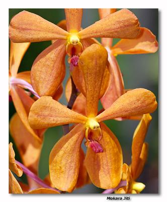 Orchid 38. Mokara Jiti