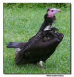 White-headed Vulture