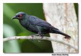 Asian Glossy Starling