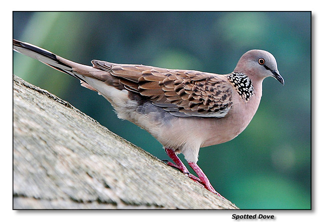 Spotted Dove