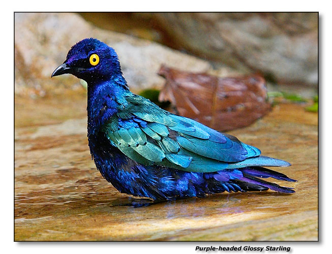 Purple-headed Glossy Starling