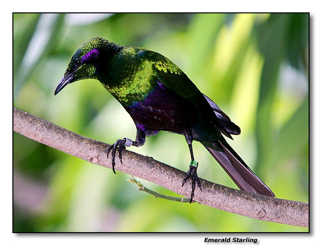 Emerald Starling