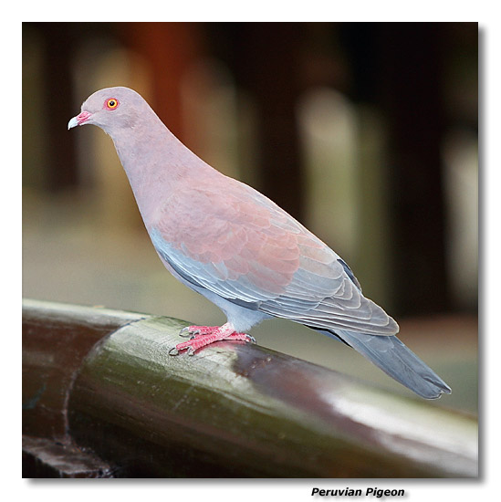 Peruvian Pigeon