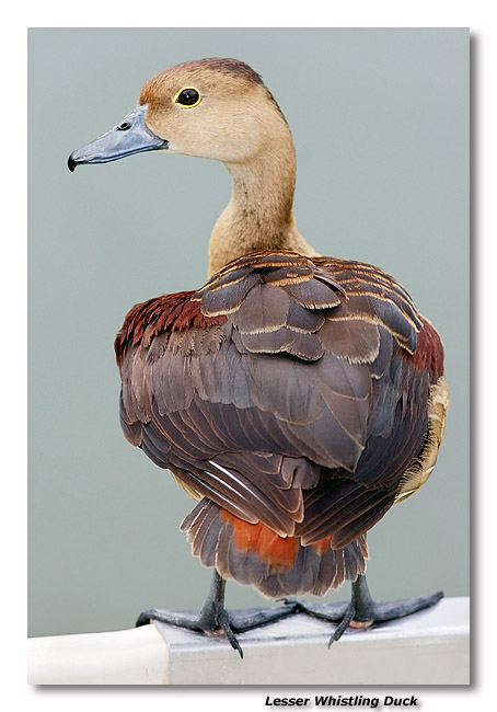 Lesser (Javan) Whistling Duck