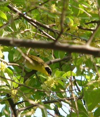 Common Yellowthroat P1150040a.JPG