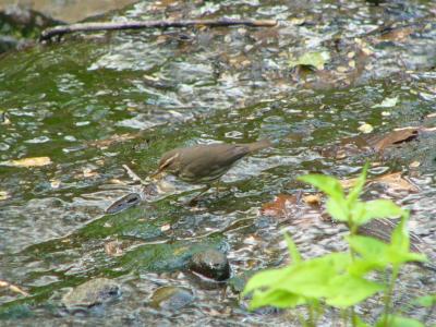 Northern waterthrush P1150203.JPG