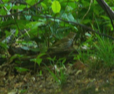 Ovenbird P1150082a.JPG