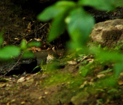 Wood thrush P1150775a.JPG