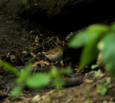 Wood thrush P1150783a.JPG