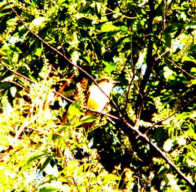 Great crested flycatcher P1150841a.jpg
