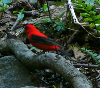 Scarlet tanager P1150857b.jpg