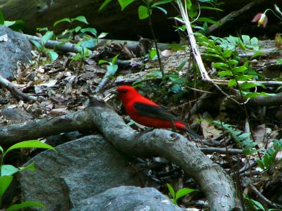 scarlet tanager P1150858b.jpg
