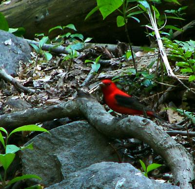 scarlet tanager P1150860a.jpg
