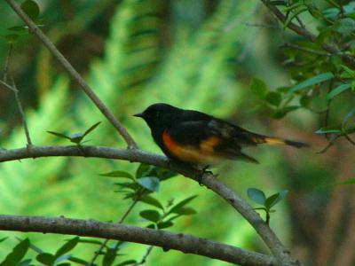 redstart P1150870a.jpg