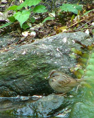 Lincoln sparrow P1150919a.jpg