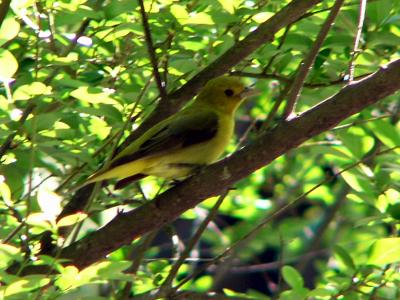 Summer tanager P1160029a.jpg
