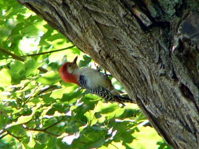 Reb-bellied woodpecker P1160135a.jpg