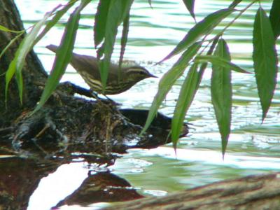 Northern waterthrush P1160170.JPG