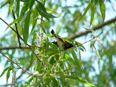 Redstart P1160183a.jpg