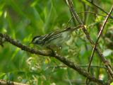 Blackpoll P1150318a.jpg