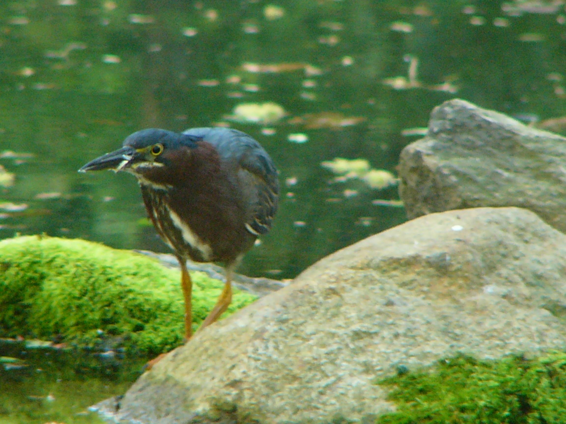 Green heron P1140878.JPG