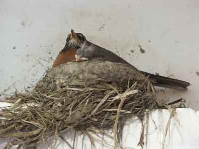 Nesting Robin with Chick